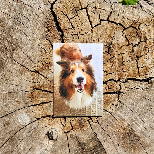 Single Magnet- Free Shipping!